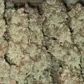 thumb of Permanent Marker Feminized by WeedSeedsExpress grown by Tropicannibis_Todd