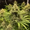 thumb of Pineapple Express Auto by WeedSeedsExpress grown by WSE