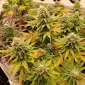 thumb of Pineapple Express by WeedSeedsExpress grown by CorinnaFarm