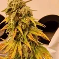 thumb of Pineapple Express by WeedSeedsExpress grown by CorinnaFarm
