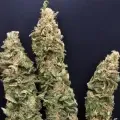 thumb of Pineapple Express by WeedSeedsExpress grown by CorinnaFarm