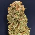thumb of Pineapple Express by WeedSeedsExpress grown by CorinnaFarm
