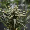 thumb of Pineapple Express by WeedSeedsExpress grown by Silky_smooth