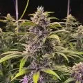 thumb of Pink Runtz Auto by WeedSeedsExpress grown by WSE