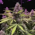 thumb of Pink Runtz Auto by WeedSeedsExpress grown by WSE