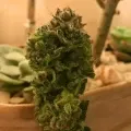 thumb of Pinkman Goo by WeedSeedsExpress grown by Silky_smooth