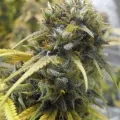 thumb of Pinkman Goo by WeedSeedsExpress grown by spyder