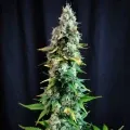 thumb of Pinkman Goo by WeedSeedsExpress grown by Mrs_Larimar