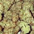 thumb of Pinkman Goo by WeedSeedsExpress grown by The_Projexx