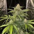 thumb of Power Kush Feminized by WeedSeedsExpress grown by WSE