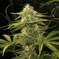 thumb of Power Kush Feminized by WeedSeedsExpress grown by WSE