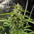 thumb of Pure Power Plant Feminized by WeedSeedsExpress grown by WSE