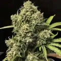 thumb of Pure Power Plant Feminized by WeedSeedsExpress grown by WSE