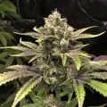 thumb of Purple Gelato Auto by WeedSeedsExpress grown by WSE