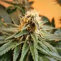thumb of Purple Gelato by WeedSeedsExpress grown by Mrs_Larimar