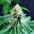 thumb of Purple Gelato by WeedSeedsExpress grown by Mrs_Larimar