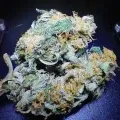 thumb of Purple Gelato by WeedSeedsExpress grown by Mrs_Larimar