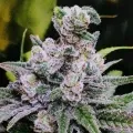 thumb of Purple Haze by WeedSeedsExpress grown by Astroboy