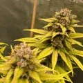 thumb of Purple Haze by WeedSeedsExpress grown by stone2345