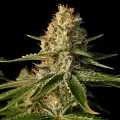 thumb of Purple Kush by WeedSeedsExpress grown by Zurban_Poison