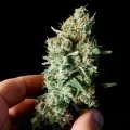 thumb of Purple Kush by WeedSeedsExpress grown by Zurban_Poison