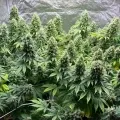 thumb of Purple Punch by WeedSeedsExpress grown by WSE