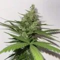 thumb of Purple Punch Auto by WeedSeedsExpress grown by Ieiogrow94