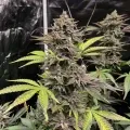 thumb of Purple Punch Feminized by WeedSeedsExpress grown by WSE