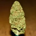 thumb of Purple Urkle by WeedSeedsExpress grown by Silky_smooth