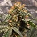 thumb of Purple Urkle by WeedSeedsExpress grown by Theia
