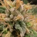 thumb of Purple Urkle by WeedSeedsExpress grown by Theia