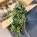 thumb of Purple Urkle by WeedSeedsExpress grown by Theia