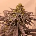 thumb of Purple Urkle by WeedSeedsExpress grown by Theia