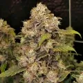 thumb of Rainbow Feminized by WeedSeedsExpress grown by WSE
