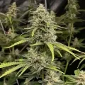 thumb of Runtz Autoflower by WeedSeedsExpress grown by WSE