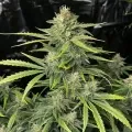 thumb of Runtz Autoflower by WeedSeedsExpress grown by WSE