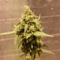 thumb of Santa Maria Auto by WeedSeedsExpress grown by Silky_smooth