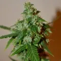 thumb of Santa Maria Auto by WeedSeedsExpress grown by Silky_smooth