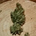 thumb of Santa Maria Auto by WeedSeedsExpress grown by Silky_smooth