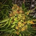 thumb of Sexxpot by WeedSeedsExpress grown by magamxbbweed