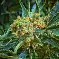 thumb of Sexxpot by WeedSeedsExpress grown by magamxbbweed