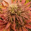 thumb of Sirius Black by WeedSeedsExpress grown by CorinnaFarm