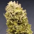 thumb of Sirius Black by WeedSeedsExpress grown by CorinnaFarm