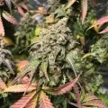 thumb of Sirius Black by WeedSeedsExpress grown by RebelMove