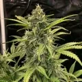 thumb of Skywalker OG Autoflower by WeedSeedsExpress grown by WSE