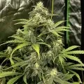 thumb of Skywalker OG Autoflower by WeedSeedsExpress grown by WSE