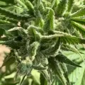 thumb of Skywalker OG by WeedSeedsExpress grown by Cockneycultivar
