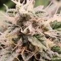 thumb of Sleepy Joe OG by WeedSeedsExpress grown by AsNoriu