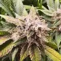 thumb of Sleepy Joe OG by WeedSeedsExpress grown by AsNoriu