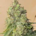 thumb of Sleepy Joe OG by WeedSeedsExpress grown by Tropicannibis_Todd